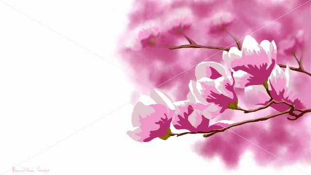 obrázek magnolie
